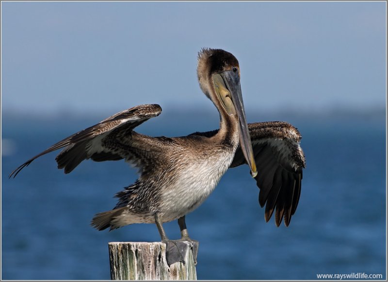brown-pelican-sanibel-island-fl-_sdmko-
